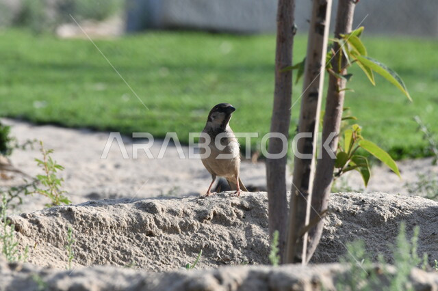 محمية طبيعية لتربية الطيور في المملكة العربية السعودية, بلبل يسير في حدائق الحيوان البرية، مفهوم رعاية وتربية العصافير، خلفية الطبيعة