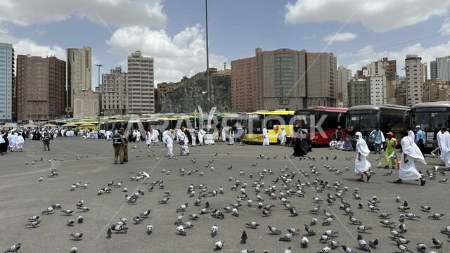 طيور الحمام تقوم بتناول الحبوب في موقف كدي للحافلات بجوار الحرم المكي الشريف في مكة المكرمة، الأماكن والمعالم الاسلامية المقدسة، الساحة الخاصة بوسائل المواصلات لنقل زوار بيت الله الحرام