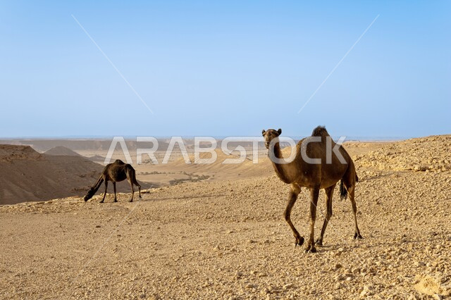 مجموعة من الجمال تسير في المناطق الصحراوية في السعودية ، مفهوم العناية وتربية الإبل، توارث حب ورعاية النوق من الاجداد، المحميات الطبيعية في براري المملكة