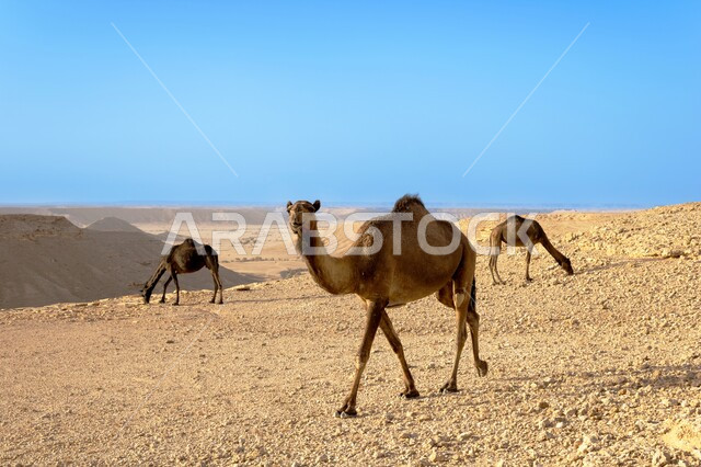 مجموعة من الجمال تسير في المناطق الصحراوية في السعودية ، مفهوم العناية وتربية الإبل، توارث حب ورعاية النوق من الاجداد، المحميات الطبيعية في براري المملكة