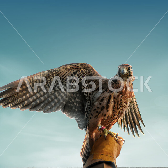 مفهوم الافتراس وحدة البصر, محميات طبيعية برية في المملكة العربية السعودية لتربية الطيور، صورة مقربة للطائر الجارح المدرب يقف على يد صاحبه