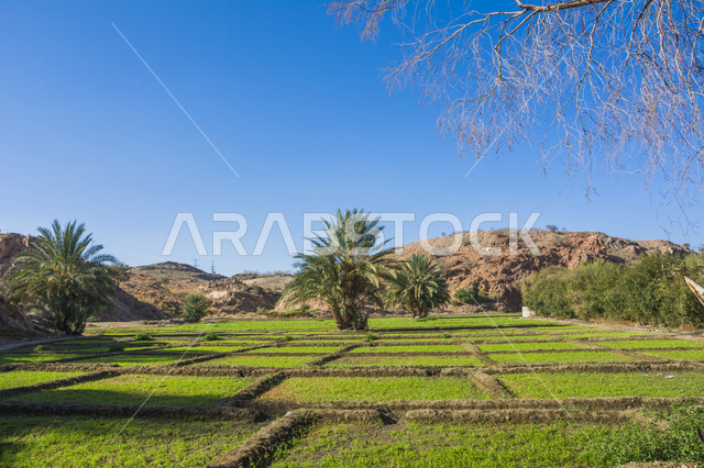 المزارع والحقول الزراعية في مدينة الطائف, الأشجار والنباتات الخضراء في المملكة، الاستمتاع بالمناظر الطبيعية في القمم والمرتفعات الجبلية، معالم وأماكن سياحية في السعودية, خلفية الطبيعة