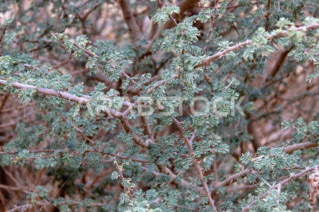 Growth of drought-resistant trees and plants in the desert lands of Saudi Arabia, a close-up photo of the branches and leaves of the acacia tree, natural areas and wild places in the Kingdom