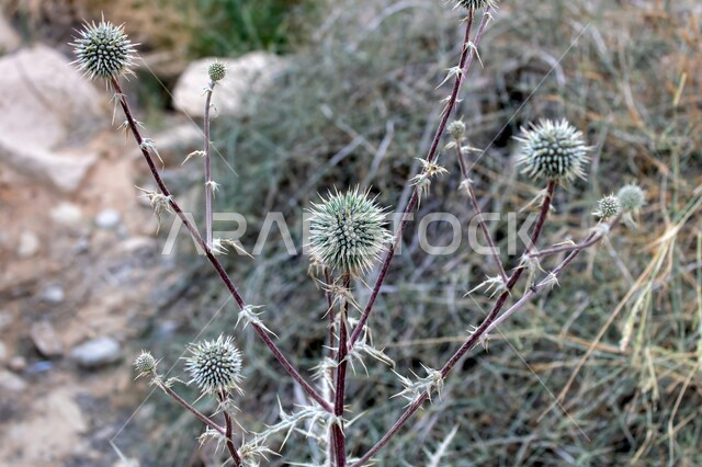نمو النباتات والأعشاب الشوكية في المحميات الطبيعية، المناطق البرية في المملكة العربية السعودية ، صورة مقربة لأزهار القنفذي الشائك في الأراضي الصحراوية ،  خلفية الطبيعة