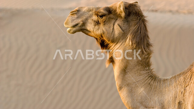 Soft sand dunes in desert areas, the concept of caring for livestock and mammals, a close-up of a camel in the middle of the desert in Dubai, interest in raising camels and camels in the United Arab Emirates
