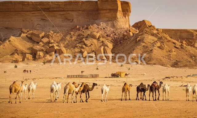 محميات طبيعية لتربية الثدييات في المملكة العربية، قطيع من الجمال في وسط الصحراء في السعودية، التكوينات والتشكيلات الصخرية في الأماكن للصحراوية، العناية والاهتمام الإبل في البراري