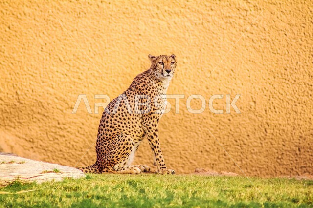 Wild animal breeding, predatory cheetah, natural reserves for the protection and care of mammals, zoos in the United Arab Emirates, a spotted leopard standing next to a wall