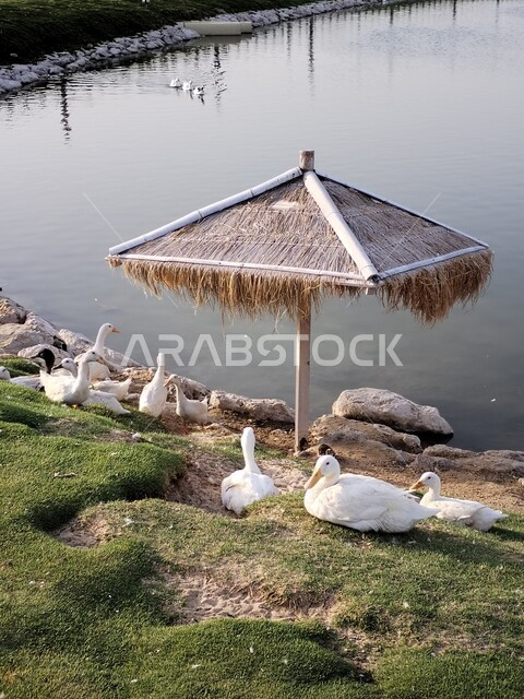 المحميات الطبيعيه للاهتمام بالحيوانات, طيور البط  تقف تحت مظلة قش أمام بحيرة في إحدى حدائق الحيوان, مناطق الحياة البرية وتربيه الطيور في المملكة العربية السعودية