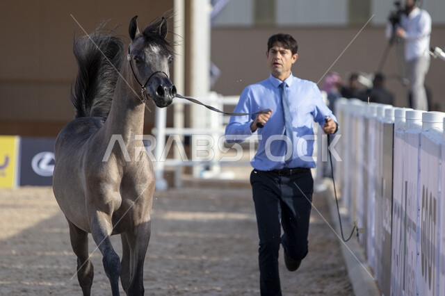 مراكز للاهتمام في إنتاج الخيول وتحسين صفاتها، توافد الزوار والمهتمين لحضور مسابقات ومهرجانات الخيول، جهات مختصة بتأمين ورعاية الاحصنة في مدينة الرياض، مدربين الجياد في مركز الملك عبد العزيز للخيل العربية الاصيلة في منطقة ديراب