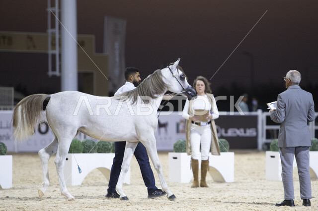 مراكز للاهتمام في إنتاج الخيول وتحسين صفاتها، توافد الزوار والمهتمين لحضور مسابقات ومهرجانات الخيول، جهات مختصة بتأمين ورعاية الاحصنة في مدينة الرياض، مدربين الجياد في مركز الملك عبد العزيز للخيل العربية الاصيلة في منطقة ديراب