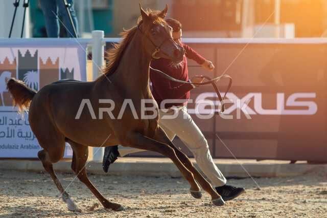 مراكز للاهتمام في إنتاج الخيول وتحسين صفاتها، توافد الزوار والمهتمين لحضور مسابقات ومهرجانات الخيول، جهات مختصة بتأمين ورعاية الاحصنة في مدينة الرياض، مدربين الجياد في مركز الملك عبد العزيز للخيل العربية الاصيلة في منطقة ديراب