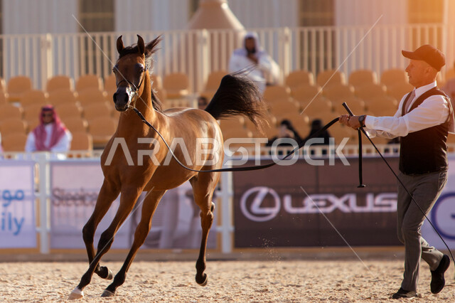 مراكز للاهتمام في إنتاج الخيول وتحسين صفاتها، توافد الزوار والمهتمين لحضور مسابقات ومهرجانات الخيول، جهات مختصة بتأمين ورعاية الاحصنة في مدينة الرياض، مدربين الجياد في مركز الملك عبد العزيز للخيل العربية الاصيلة في منطقة ديراب