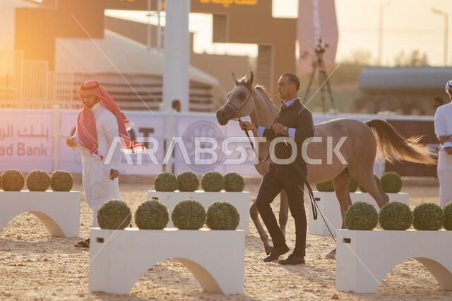 The influx of visitors and those interested to attend horse competitions and festivals, authorities specialized in securing and caring for horses in the city of Riyadh, the King Abdul Aziz Center for Purebred Arabian Horses in the Dirab region, the importance of horses to the Kingdom, a center of interest in producing horses and improving their qualities.