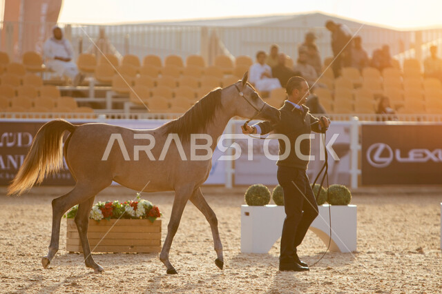 جهات مختصة بتأمين ورعاية الاحصنة في مدينة الرياض، مركز الملك عبد العزيز للخيل العربية الاصيلة في منطقة ديراب، أهمية الجياد للمملكة، مركز للاهتمام في إنتاج الخيول وتحسين صفاتها, توافد الزوار والمهتمين لحضور مسابقات ومهرجانات الخيول
