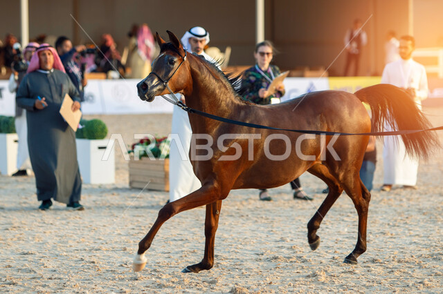 The influx of visitors and those interested to attend horse competitions and festivals, authorities specialized in securing and caring for horses in the city of Riyadh, the King Abdul Aziz Center for Purebred Arabian Horses in the Dirab region, the importance of horses to the Kingdom, a center of interest in producing horses and improving their qualities.