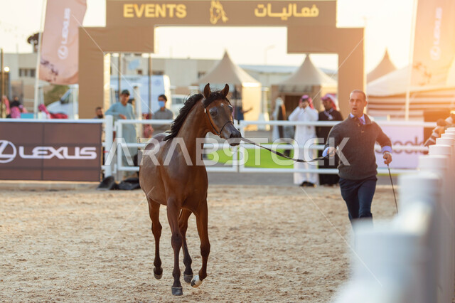  جهات مختصة بتأمين ورعاية الاحصنة في مدينة الرياض، مركز الملك عبد العزيز للخيل العربية الاصيلة في منطقة ديراب، أهمية الجياد للمملكة، مركز للاهتمام في إنتاج الخيول وتحسين صفاتها, توافد الزوار والمهتمين لحضور مسابقات ومهرجانات الخيول