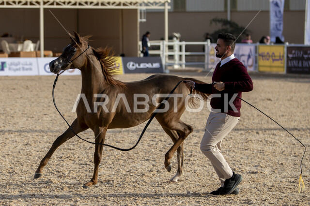 مراكز للاهتمام في إنتاج الخيول وتحسين صفاتها، توافد الزوار والمهتمين لحضور مسابقات ومهرجانات الخيول، جهات مختصة بتأمين ورعاية الاحصنة في مدينة الرياض، مدربين الجياد في مركز الملك عبد العزيز للخيل العربية الاصيلة في منطقة ديراب