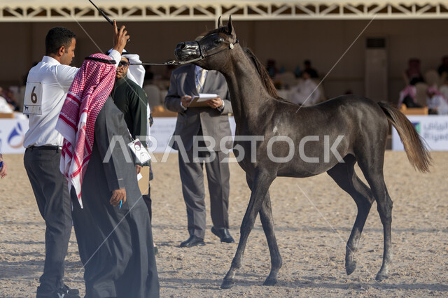  جهات مختصة بتأمين ورعاية الاحصنة في مدينة الرياض، مركز الملك عبد العزيز للخيل العربية الاصيلة في منطقة ديراب، أهمية الجياد للمملكة، مركز للاهتمام في إنتاج الخيول وتحسين صفاتها, توافد الزوار والمهتمين لحضور مسابقات ومهرجانات الخيول