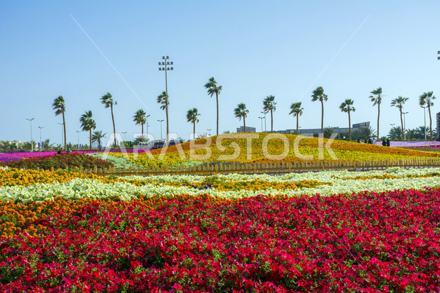 الحفاظ على البيئة والتنمية المستدامة، معارض ومهرجانات طبيعية سياحية في المملكة العربية السعودية، وجهه عائلية بيئية ثقافية وترفيهية، سجادة الأزهار الملونة في مهرجان الورود والحدائق، الديكورات والتصاميم في حديقة المناسبات بمدينة ينبع الصناعية