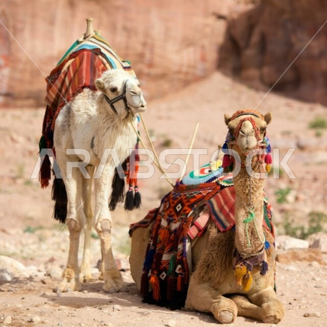 الاهتمام في تربية الحيوانات والإبل، ناقة تجلس مع ابنها وسط صحراء المملكة العربية السعودية، الكثبان الرملية والرمال الذهبية في المناطق الصحراوية، محميات طبيعية لرعاية الجمال والمواشي