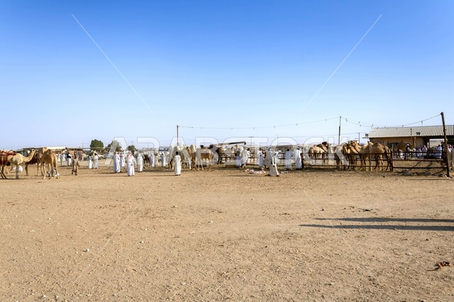 قطيع من الجمال في وسط الصحراء في النهار، محمية طبيعية برية لرعاية حيوان الإبل، المناطق الصحراوية الطبيعية في المملكة العربية السعودية، الاهتمام بتربية الثديات والمواشي