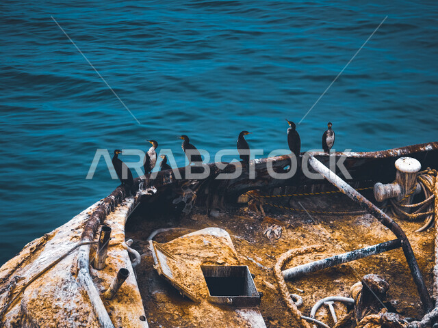 المحميات الطبيعية البحرية لتربية الغاق السقري في الكويت، مجموعه من طيور اللوهه تقف على حكام سفينه قديمه في البحر الازرق في منطقه عشيرج بجانب شاليهات الدوحه، المناطق والأماكن السياحية المشهورة