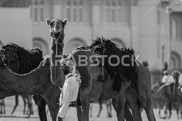 الأماكن للصحراوية الطبيعية، محميات طبيعية لتربية الثدييات في دولة قطر، صورة بالأبيض والأسود لرجل يقوم برعاية الجمال أمام ديوان الأميري في مدينة الدوحة، العناية والاهتمام بالإبل في البراري