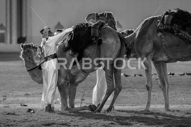 محميات طبيعية لتربية الثدييات في دولة قطر، صورة بالأبيض والأسود لرجل يقوم برعاية الجمال أمام ديوان الأميري في مدينة الدوحة، الأماكن للصحراوية الطبيعية، العناية والاهتمام بالإبل في البراري