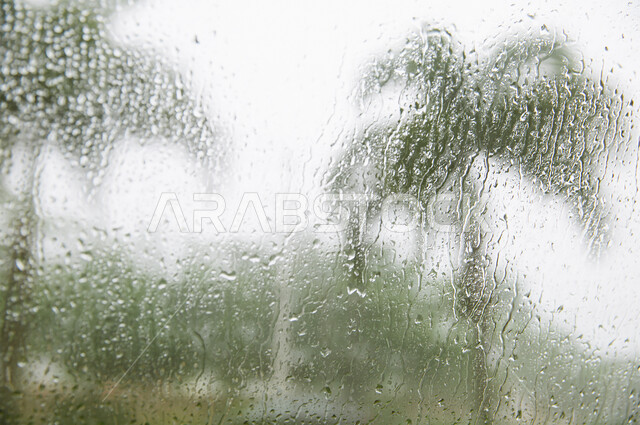 Leaning palm trees in the middle of winter weather and strong winds in Dubai and Abu Dhabi in the United Arab Emirates, a view of raindrops on the window, a blurry white background.