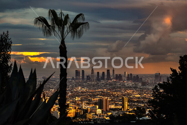 الاهتمام بزراعة النباتات الخضراء وأشجار النخيل في المدن، المنشآت التجارية في الإمارات العربية المتحدة، الهندسة الفنية المعمارية على الطراز الحديث والمتطور , صورة جوية ليلية للأبراج وناطحات السحاب في دبي