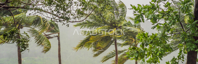 فصل الشتاء في الامارات العربيه المتحده، أشجار النخيل المائله في وسط الأجواء الشتويه والرياح العاتية في دبي وأبوظبي، خلفية الطبيعة