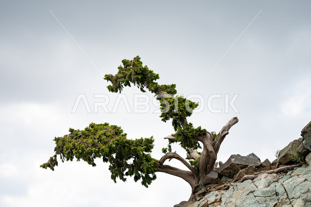التكوينات والتشكيلات الصخرية، منظر الغيوم في السماء، جبال الدقة في مدينة الطائف غرب المملكة العربية السعودية، الهضاب والمرتفعات الجبلية، صورة مقربة للأشجار والنباتات الخضراء، المناظر الطبيعية المتميزة