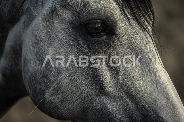 إسطبل لرعاية الأحصنة، المحميات الطبيعية في المملكة العربية السعودية، الاهتمام والعناية بالجياد، صورة مقربة لخيل عربي أصيل رمادي اللون، مزرعة لتربية وتدريب وترويض الخيول