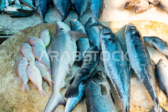 أصناف سمك مختلفة، كائنات ومأكولات بحريه طازجة في محلات السمك، احتراف مهنة الصيد في المملكة العربية السعودية