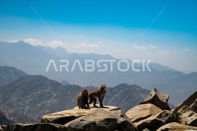A natural reserve for animal breeding, a group of hamadryas monkeys on the rocky mountain peaks and heights in the city of Taif in the Kingdom of Saudi Arabia, the wild and mountainous nature in Saudi Arabia