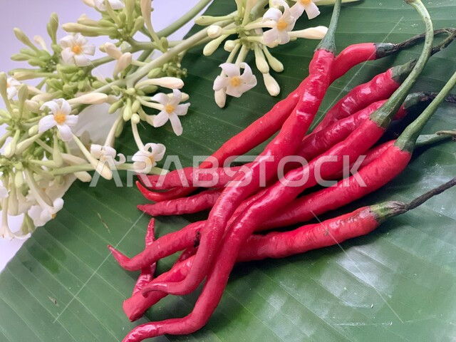 الخضراوات المليئة بالفيتامينات، حبات من الفلفل الاحمر الحار، منتجات ومحاصيل زراعية محلية وطنية سعودية، موسم الحصاد في المملكة العربية