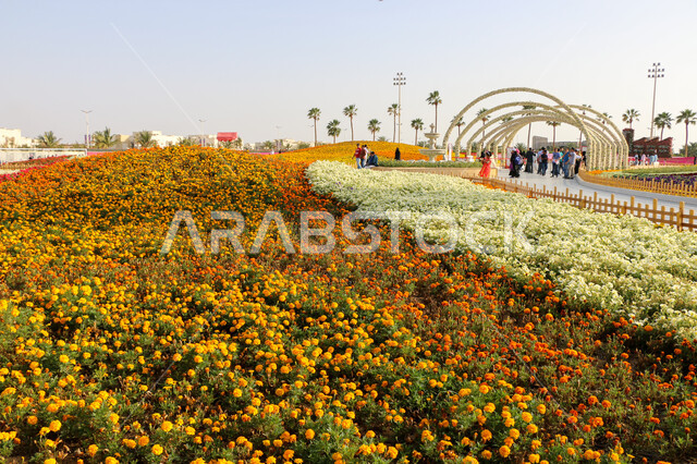 حقول الورود الملونة في مهرجان الزهور والحدائق، وجهه عائلية بيئية ثقافية وترفيهية، الحفاظ على البيئة والتنمية المستدامة، معارض ومهرجانات طبيعية سياحية في المملكة العربية السعودية، الديكورات والتصاميم في حديقة مدينة ينبع الصناعية
