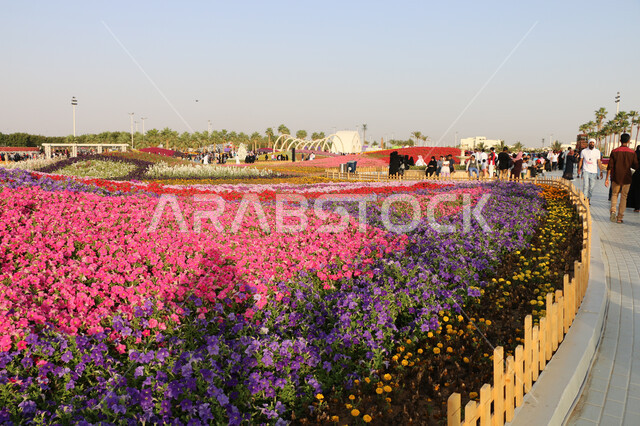 الحفاظ على البيئة والتنمية المستدامة، حقول الورود الملونة في مهرجان الزهور والحدائق، وجهه عائلية بيئية ثقافية وترفيهية، الديكورات والتصاميم في حديقة مدينة ينبع الصناعية، معارض ومهرجانات طبيعية سياحية في المملكة العربية السعودية