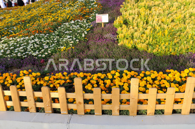 الحفاظ على البيئة والتنمية المستدامة، حقول الورود الملونة في مهرجان الزهور والحدائق، وجهه عائلية بيئية ثقافية وترفيهية، الديكورات والتصاميم في حديقة مدينة ينبع الصناعية، معارض ومهرجانات طبيعية سياحية في المملكة العربية السعودية