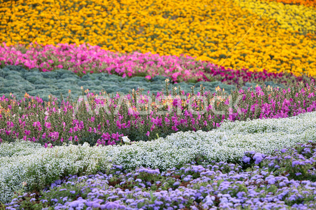 الحفاظ على البيئة والتنمية المستدامة، حقول الورود الملونة في مهرجان الزهور والحدائق، وجهه عائلية بيئية ثقافية وترفيهية، الديكورات والتصاميم في حديقة مدينة ينبع الصناعية، معارض ومهرجانات طبيعية سياحية في المملكة العربية السعودية