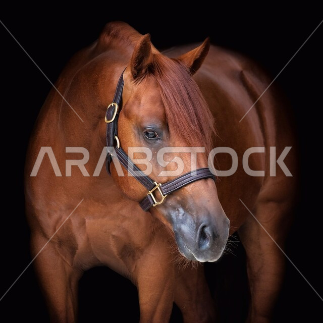  إسطبل لرعاية الأحصنة، مزرعة لتربية وتدريب وترويض الخيول، المحميات الطبيعية في المملكة العربية السعودية للاهتمام والعناية بالجياد، توارث حب الجياد بين أبناء الوطن، صورة مقربة لخيل عربي أصيل بني اللون، خلفية سوداء 
