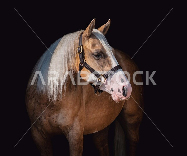 مزرعة لتربية وتدريب وترويض الخيول، المحميات الطبيعية في المملكة العربية السعودية للاهتمام والعناية بالجياد، توارث حب الجياد بين أبناء الوطن، صورة مقربة لخيل عربي أصيل بني اللون، إسطبل لرعاية الأحصنة، خلفية سوداء 