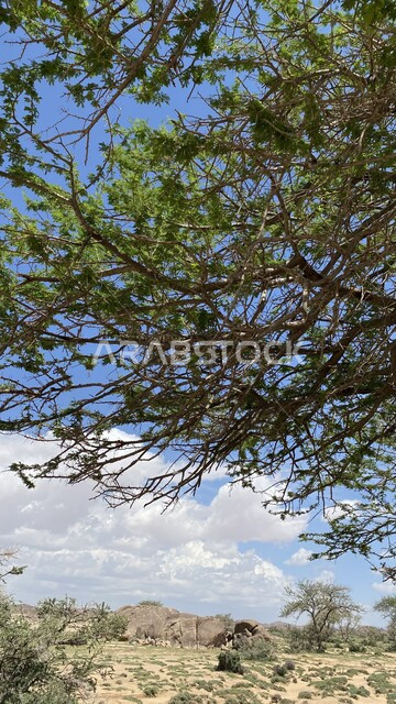 السماء المليئة بالغيوم فوق الأشجار والنباتات الخضراء في وادي الشيق في خميس مشيط، الأماكن والمعالم السياحية المشهورة في المملكة العربية السعودية، المناظر الطبيعية في المناطق الجبلية