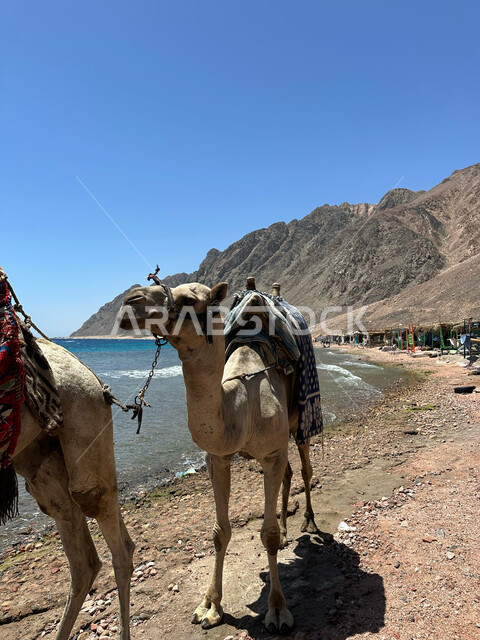 مجموعة من الجمال تسير على شاطئ البحر الاحمر في وقت النهار, المحميات الطبيعية البرية للعناية بالابل، تربية الجمال ورعاية المواشي والثدييات في المملكة العربية السعودية، الكثبان الرملية الناعمة في الأماكن الصحراوية