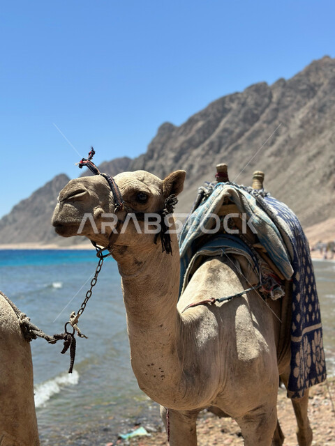 المحميات الطبيعية البرية للعناية بالابل، تربية الجمال ورعاية المواشي والثدييات في المملكة العربية السعودية، الكثبان الرملية الناعمة في الأماكن الصحراوية، جمل يسير على شاطئ البحر الاحمر في وقت النهار