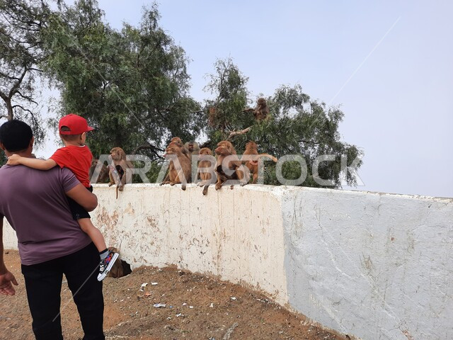 قضاء أوقات ممتعة في المناطق الطبيعيه ,مقصد الزائرين من مختلف البلدان, حيوان القرد يقف على جدار في منطقة السودة في أبها, صورة من الخلف لرجل يحمل ابنه يقف في إحدى الأماكن والمعالم السياحية الترفيهيه في المملكة العربية السعودية