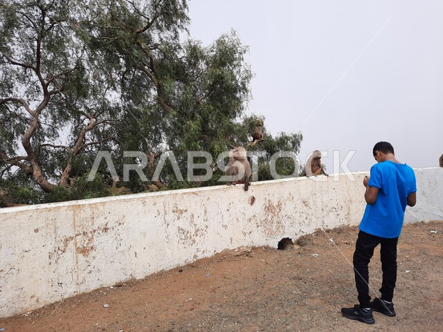 A destination for visitors from different countries, a monkey standing on a wall in the Al-Souda area in Abha, a picture from behind of a man standing in one of the recreational tourist places and attractions in the Kingdom of Saudi Arabia, spending enjoyable times in natural areas