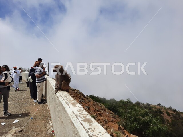 حيوان القرد يقف على جدار في منطقة السودة في أبها, مجموعه من المواطنين يستمتعون بالمناظر الطبيعيه في المملكة العربية السعودية, مقصد الزائرين من مختلف البلدان, الأماكن والمعالم السياحية الترفيهيه, قضاء أوقات الفراغ في المناطق الطبيعيه