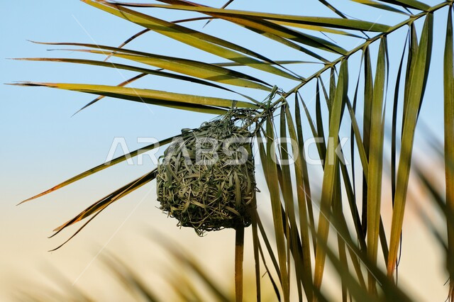 صنع أعشاش مغلقة متدلية، عش طائر الحباك المنسوج من سعف النخيل في وقت النهار, محمية طبيعية لتربية الطيور في المملكة العربية السعودية, حدائق الحيوان والمحميات البرية لرعاية العصافير والحيوانات البرية