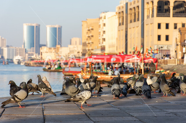 التطور العمراني للمنشآت السكنية والتجارية, مجموعه من طيور الحمام تقف في مرفأ خور دبي القديم في الامارات العربيه المتحدة, الفن الهندسي المعماري للأبراج وناطحات السحاب المطلة على ساحل الخليج العربي في مدينة دبي, الأماكن الساحلية السياحية المشهورة, خلفية الطبيعه